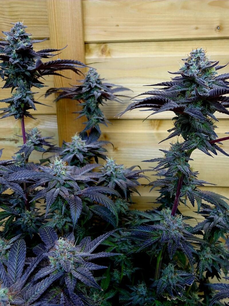 Notorious THC, Фасовка: 3, изображение 3